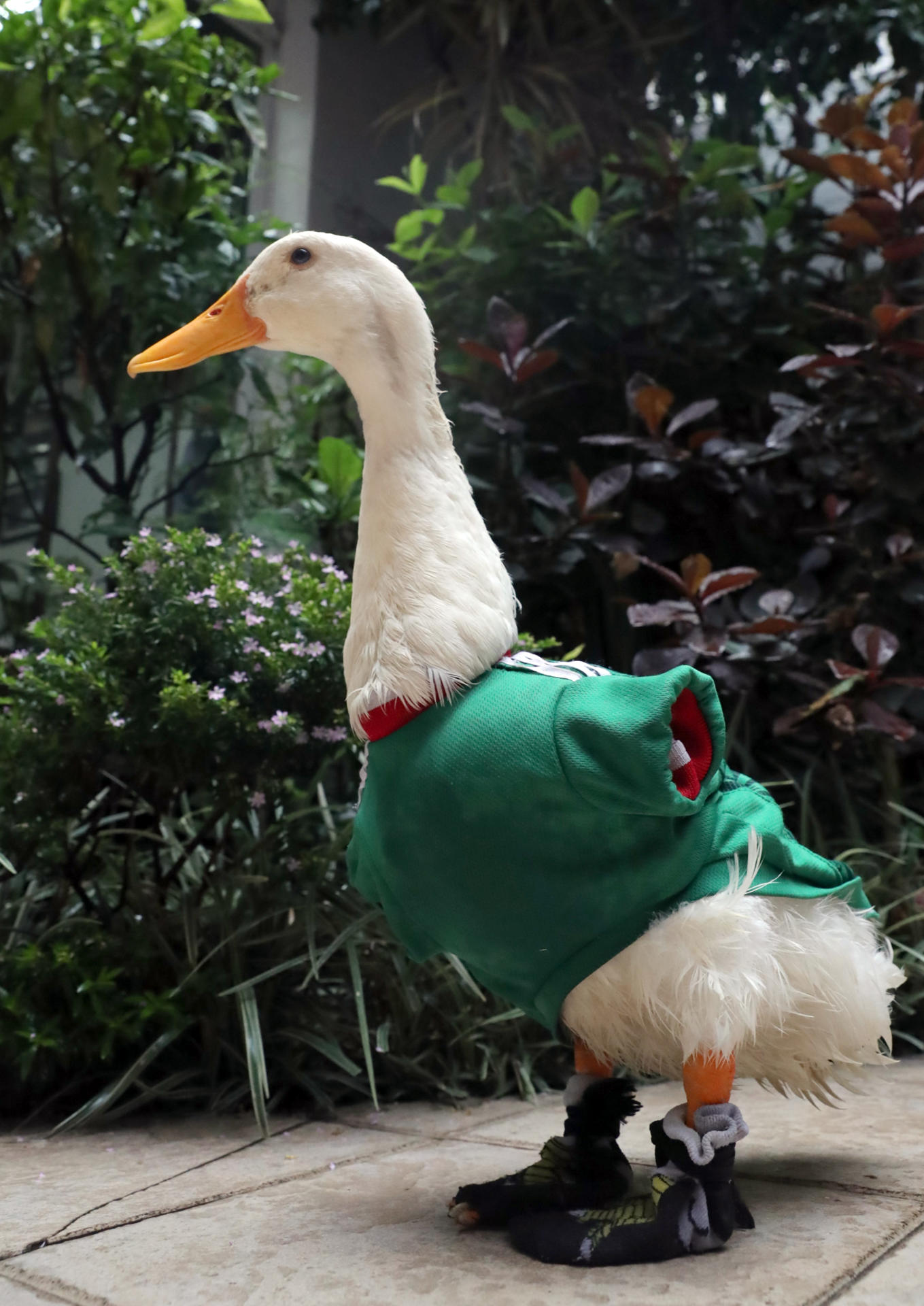 Fotografía del 19 de junio de 2026, que muestra al pato Merlín en Ciudad de México (México). EFE/ Mario Guzmán
