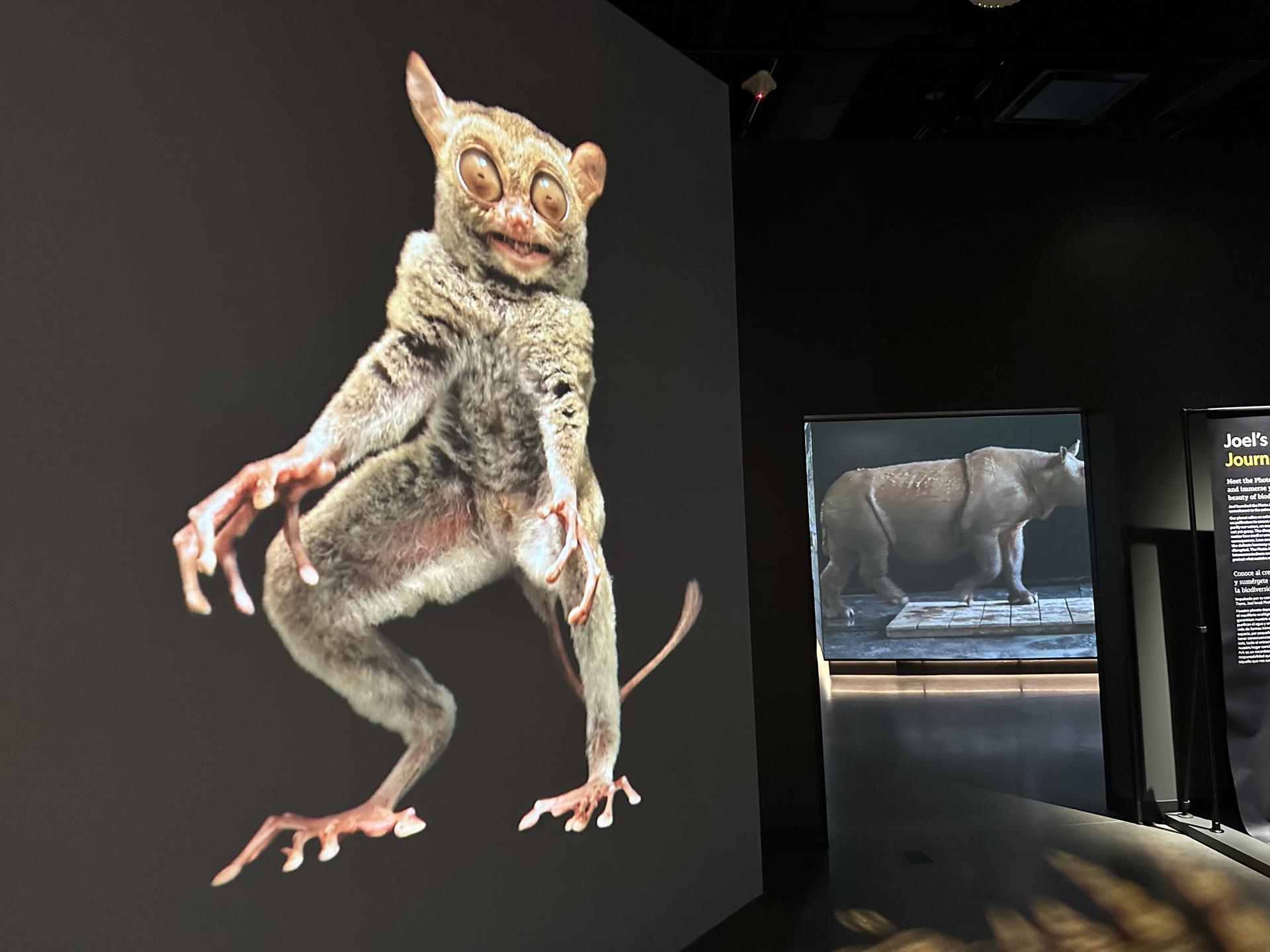 Fotografía del 22 de junio de una exhibición de imágenes de la vida animal expuestas en el Museo de la Exploración de la NatGeo, el nuevo museo de la National Geographic en Washington. EFE/Stefani Raguso
