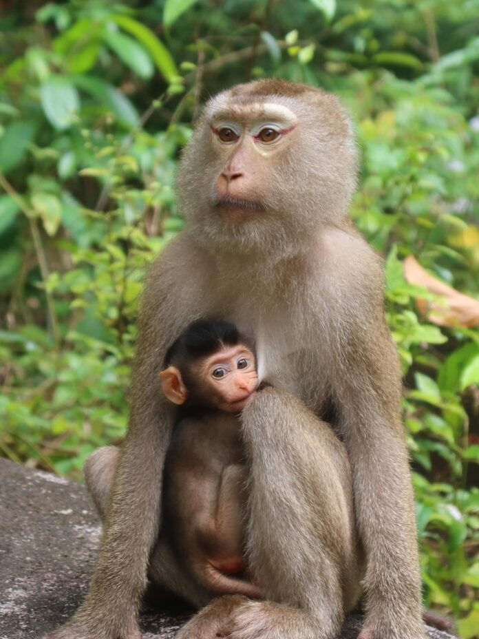 Una madre macaco y su cría en el Parque Nacional de Khao Sok, Tailandia. Fotografía facilitada por Lia Betti.
