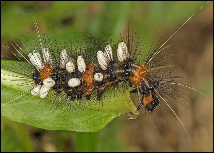 Imagen de una oruga con capullos de avispa parásita en Ecuador. Crédito: Steve A. Marshall (University of Guelph, Ontario, Canada).
