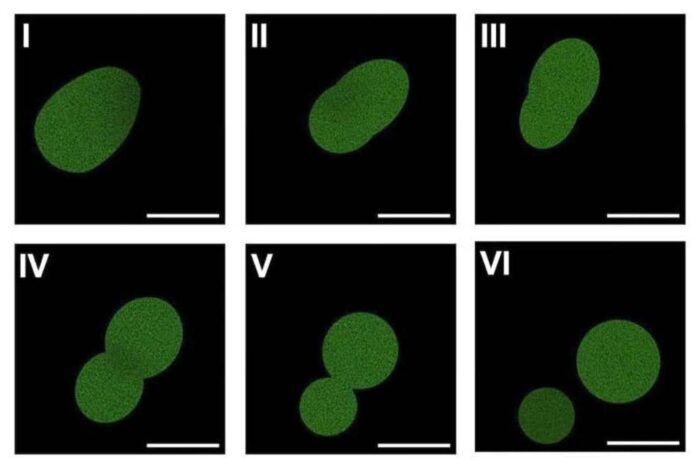 Microscopía fluorescente que muestra una célula sintética SpudCell en pleno proceso de división. Crédito: Kate Adamala, Laboratorio Adamala
