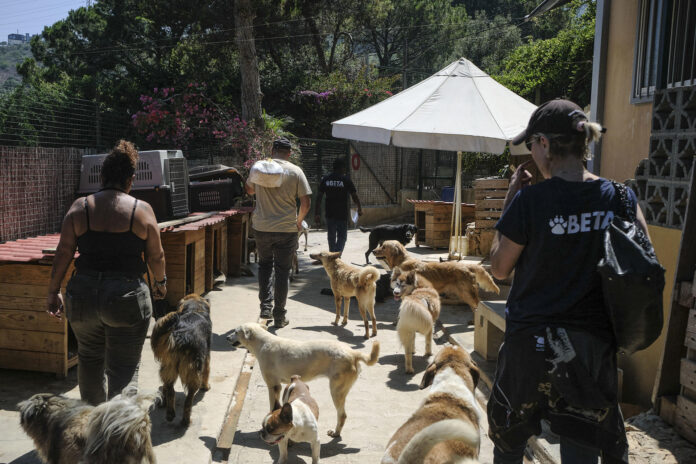 El refugio BETA Lebanon, en las montañas de Bdadoun, Líbano, acoge a más de 1.500 animales, entre ellos cientos de perros y gatos rescatados de zonas bombardeadas por Israel durante la guerra de 2024 y la ofensiva reanudada el pasado marzo, muchos de ellos abandonados por sus dueños. EFE/Edgar Gutiérrez
