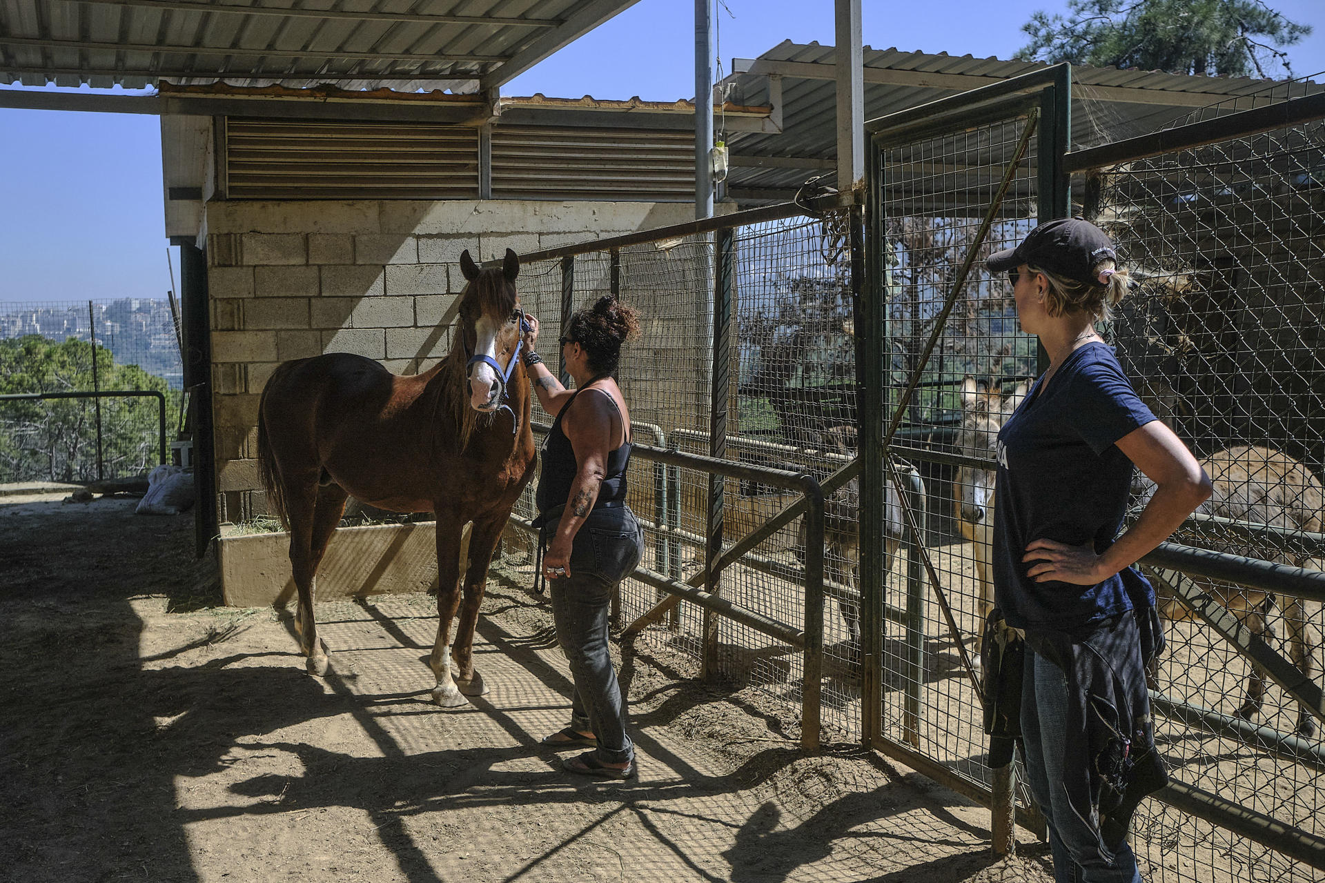 El refugio BETA Lebanon, en las montañas de Bdadoun, Líbano, acoge a más de 1.500 animales, entre ellos cientos de perros y gatos rescatados de zonas bombardeadas por Israel durante la guerra de 2024 y la ofensiva reanudada el pasado marzo, muchos de ellos abandonados por sus dueños. EFE/Edgar Gutiérrez
