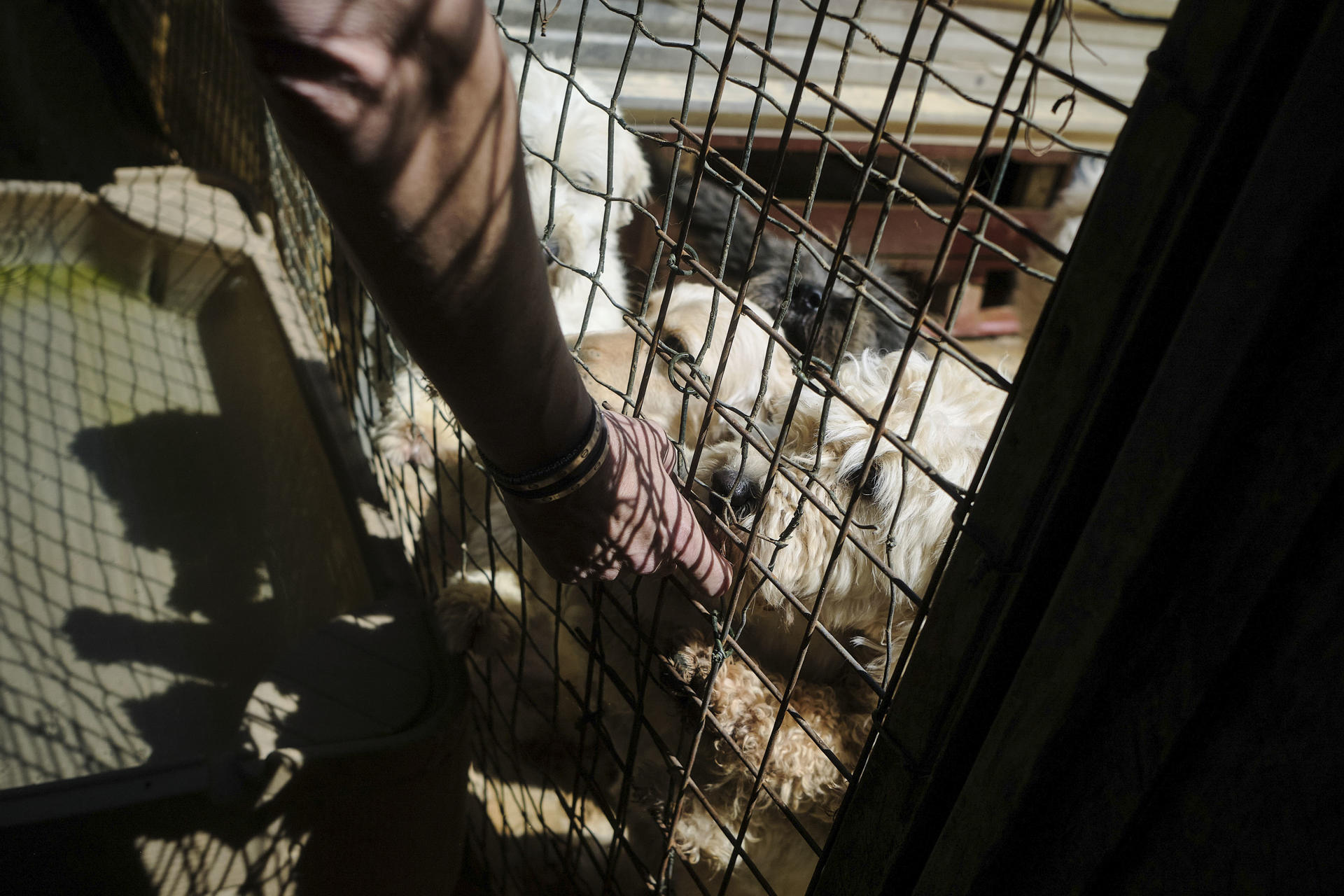 El refugio BETA Lebanon, en las montañas de Bdadoun, Líbano, acoge a más de 1.500 animales, entre ellos cientos de perros y gatos rescatados de zonas bombardeadas por Israel durante la guerra de 2024 y la ofensiva reanudada el pasado marzo, muchos de ellos abandonados por sus dueños. EFE/Edgar Gutiérrez

