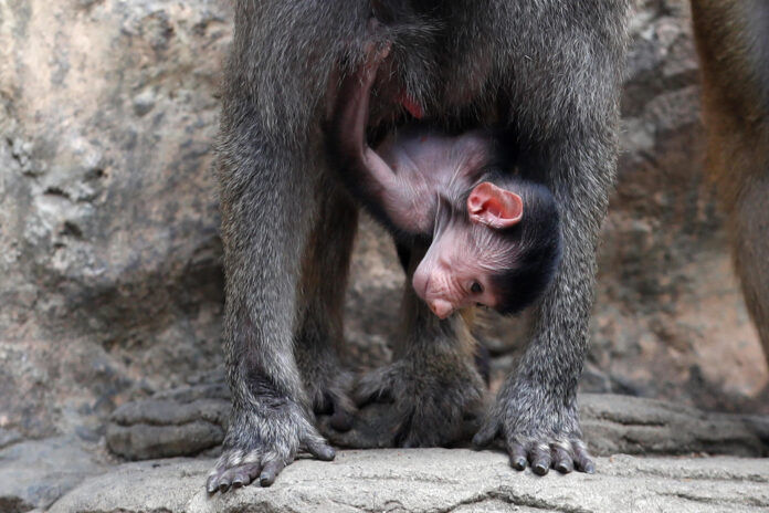 Fotografía que muestra una cría de papión que nació el 16 de junio de 2026, este jueves en el Zoológico de Cali (Colombia). EFE/ Ernesto Guzmán
