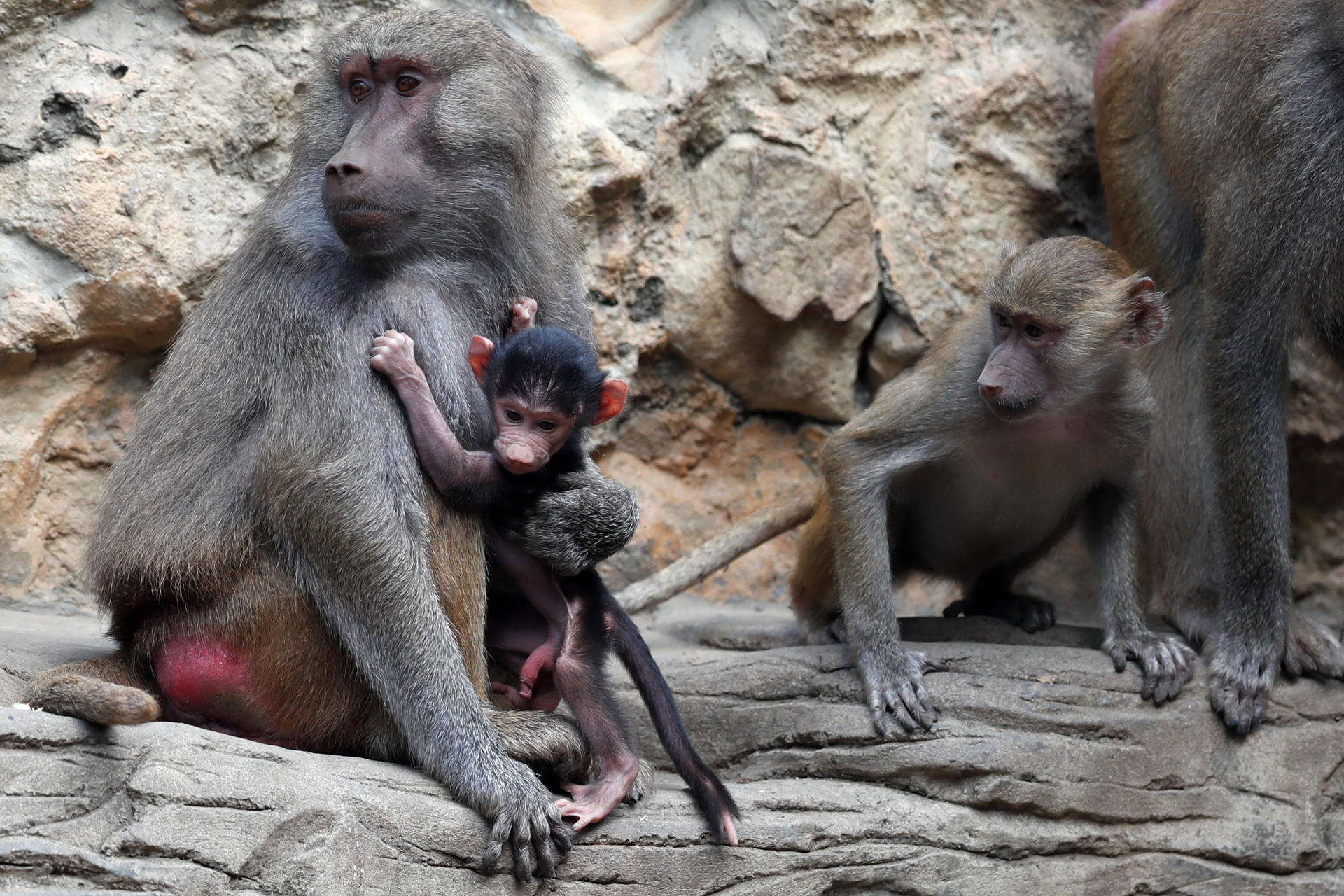 Fotografía que muestra una cría de papión que nació el 16 de junio de 2026, este jueves en el Zoológico de Cali (Colombia). EFE/ Ernesto Guzmán
