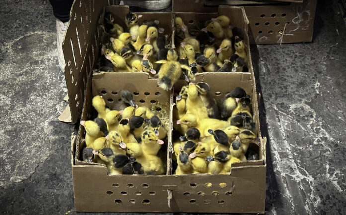 Fotografía de patos domésticos (Anas platyrhynchos domesticus), exhibidos en un mercado este jueves, en la Ciudad de México (México). EFE/Ana Baez
