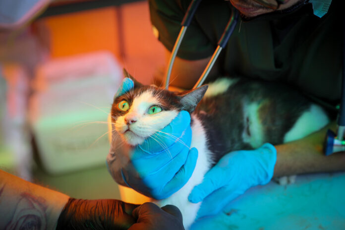 Médicos veterinarios brindan asistencia a un gato en una carpa de atención veterinaria este jueves, en La Guaira (Venezuela). EFE/ Raúl Martínez
