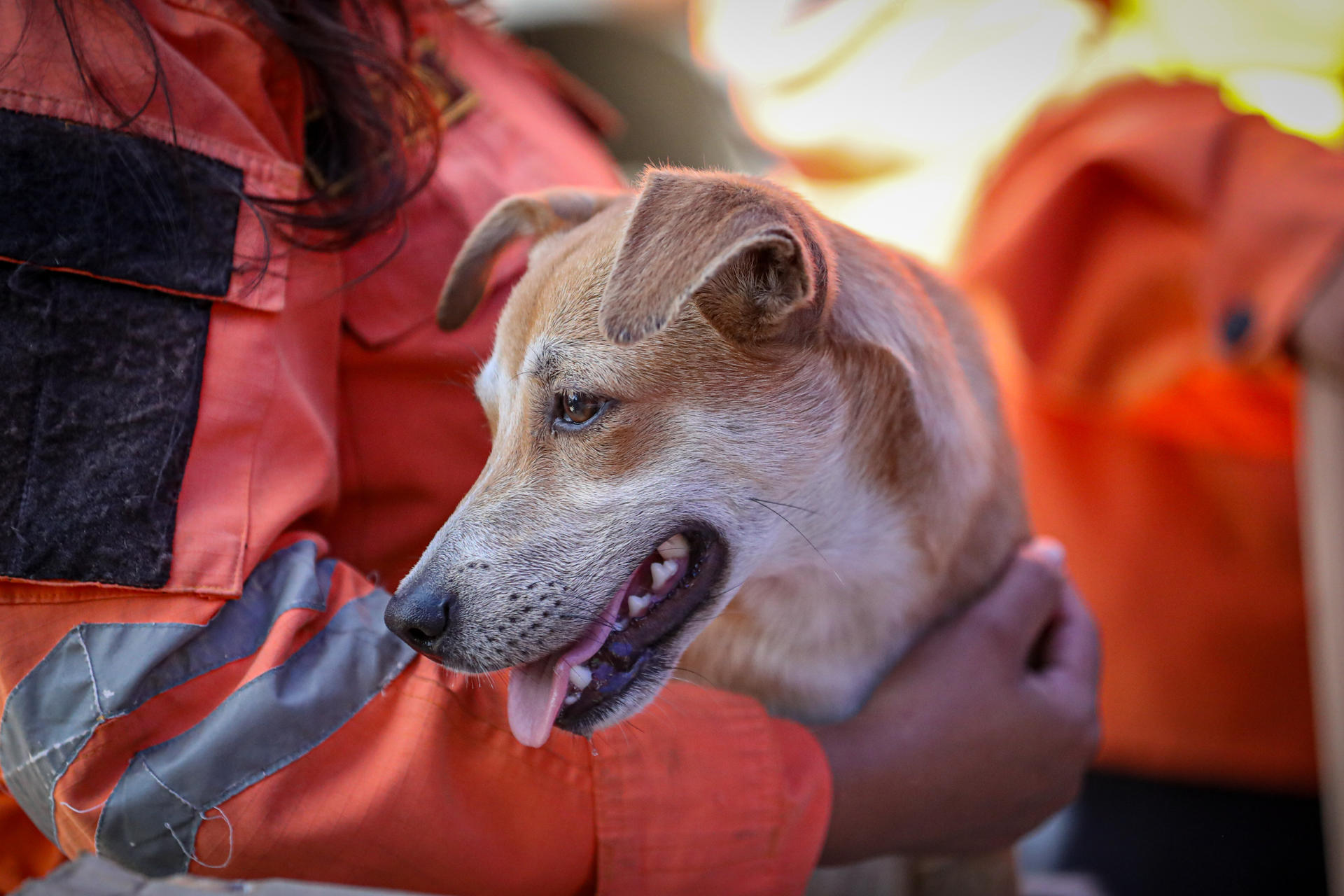 Un integrante del Equipo Táctico Operativo de la Dirección General de Protección Civil de El Salvador sostiene un perro para que sea atendido en una carpa de asistencia veterinaria este jueves, en La Guaira (Venezuela). EFE/ Raúl Martínez
