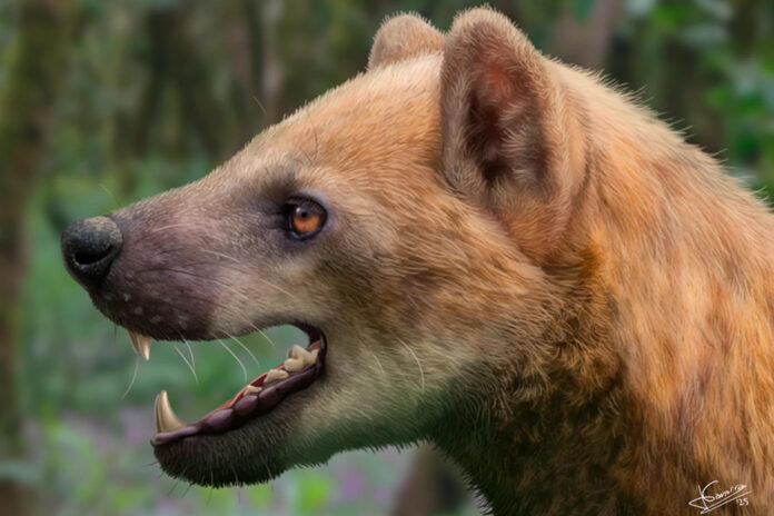 Ilustración de Jesús Gamarra que recrea la posible apariencia del 'paludocyon moyasolai', una nueva especie de 