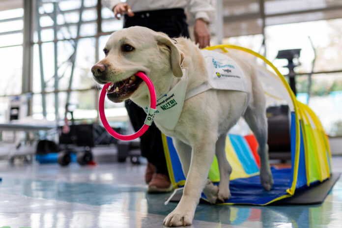 La perrita 'dogtora' Habana participa en una terapia en la clínica Alemana en Santiago (Chile). EFE/ Javier Torres Lantadilla
