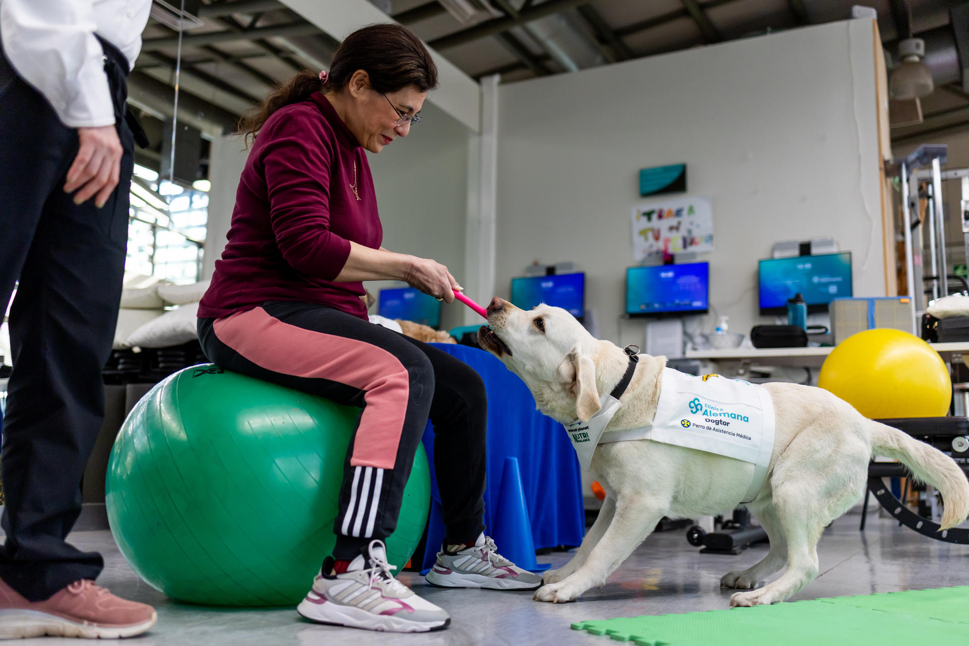 Fotografía de la perrita 'dogtora' Habana participa en una terapia en la clínica Alemana en Santiago (Chile). EFE/ Javier Torres Lantadilla
