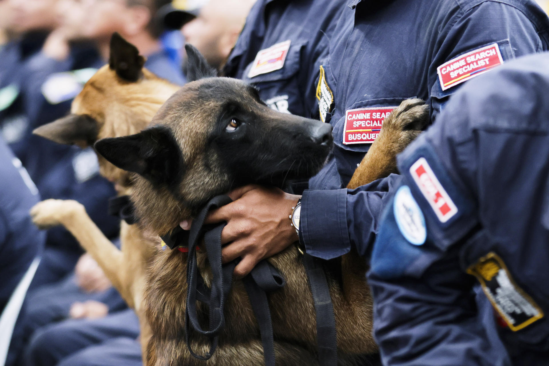 Fotografía que muestra un perro de rescate integrante del equipo USAR COL-1 (Urban Search and Rescue, por sus siglas) en Bogotá (Colombia). EFE/ Carlos Ortega