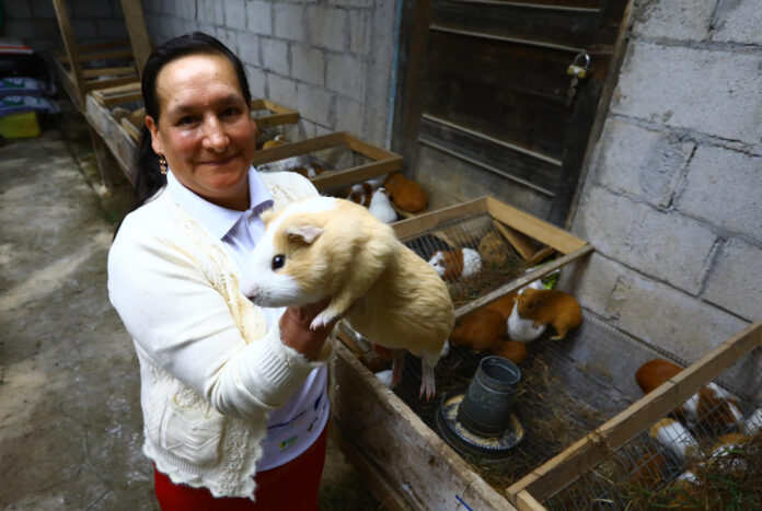 En los Andes ecuatorianos, donde el agua potable escasea y la pobreza afecta a ocho de cada diez personas, hay una transformación promovida por proyectos de cooperación internacional y desarrollo que ha mejorado las condiciones de vida con cuyes, leche, café y agua potable para empezar a vencer la pobreza y la desnutrición. EFE/ Robert Puglla
