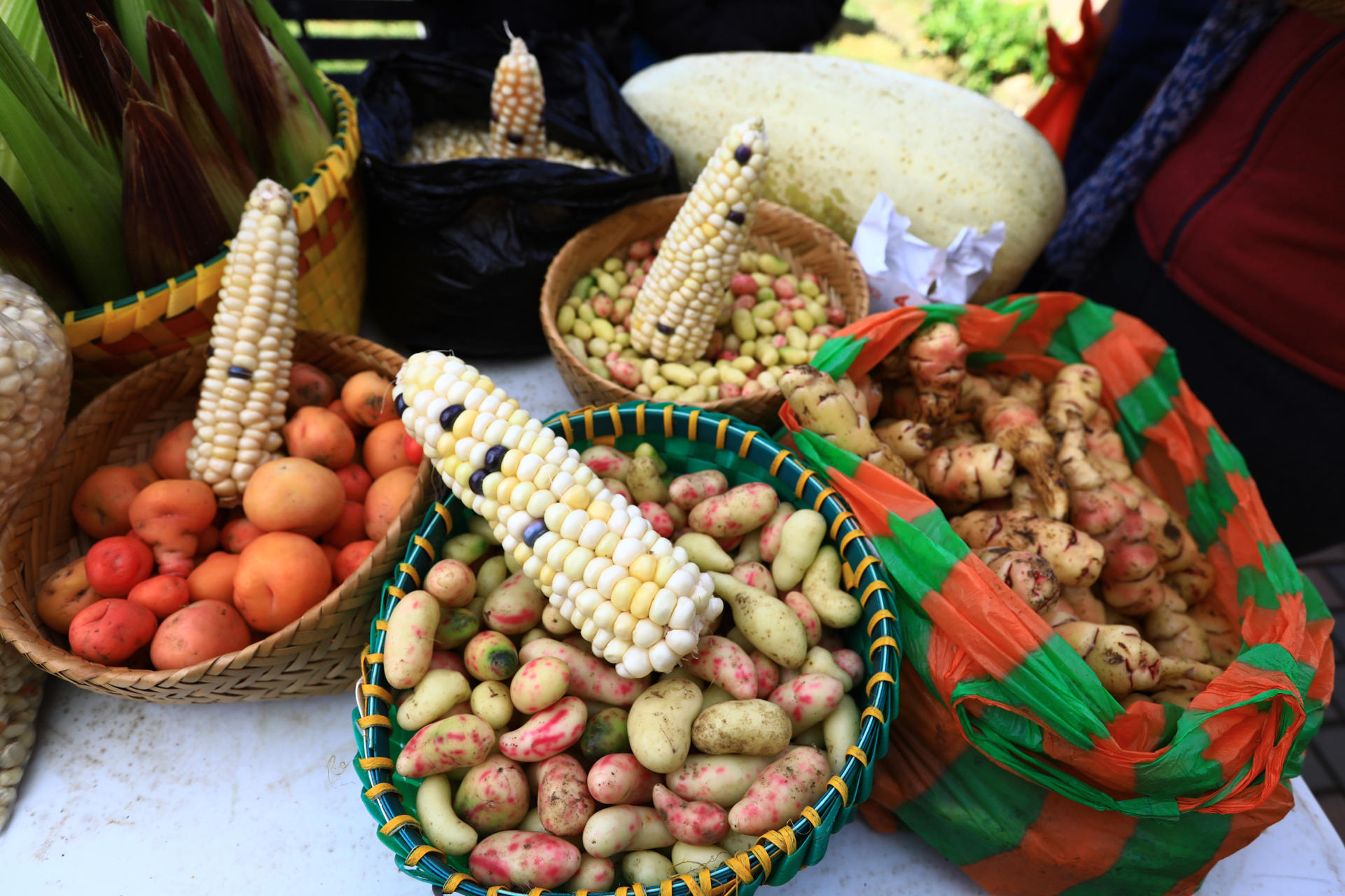 En los Andes ecuatorianos, donde el agua potable escasea y la pobreza afecta a ocho de cada diez personas, hay una transformación promovida por proyectos de cooperación internacional y desarrollo que ha mejorado las condiciones de vida con cuyes, leche, café y agua potable para empezar a vencer la pobreza y la desnutrición. EFE/ Robert Puglla
