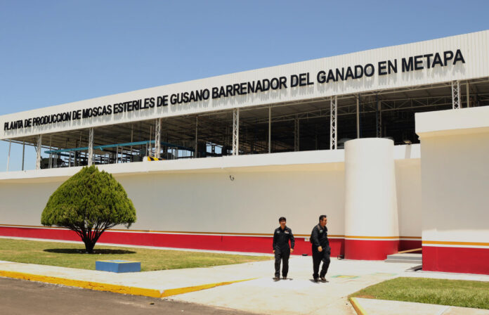 Un par de operarios fue captado este 7 de julio al caminar frente a la entrada principal de una planta de producción de moscas estériles de gusano barrenador, en el municipio Metapa de Domínguez, en Chiapas (México). EFE/Juan Manuel Blanco
