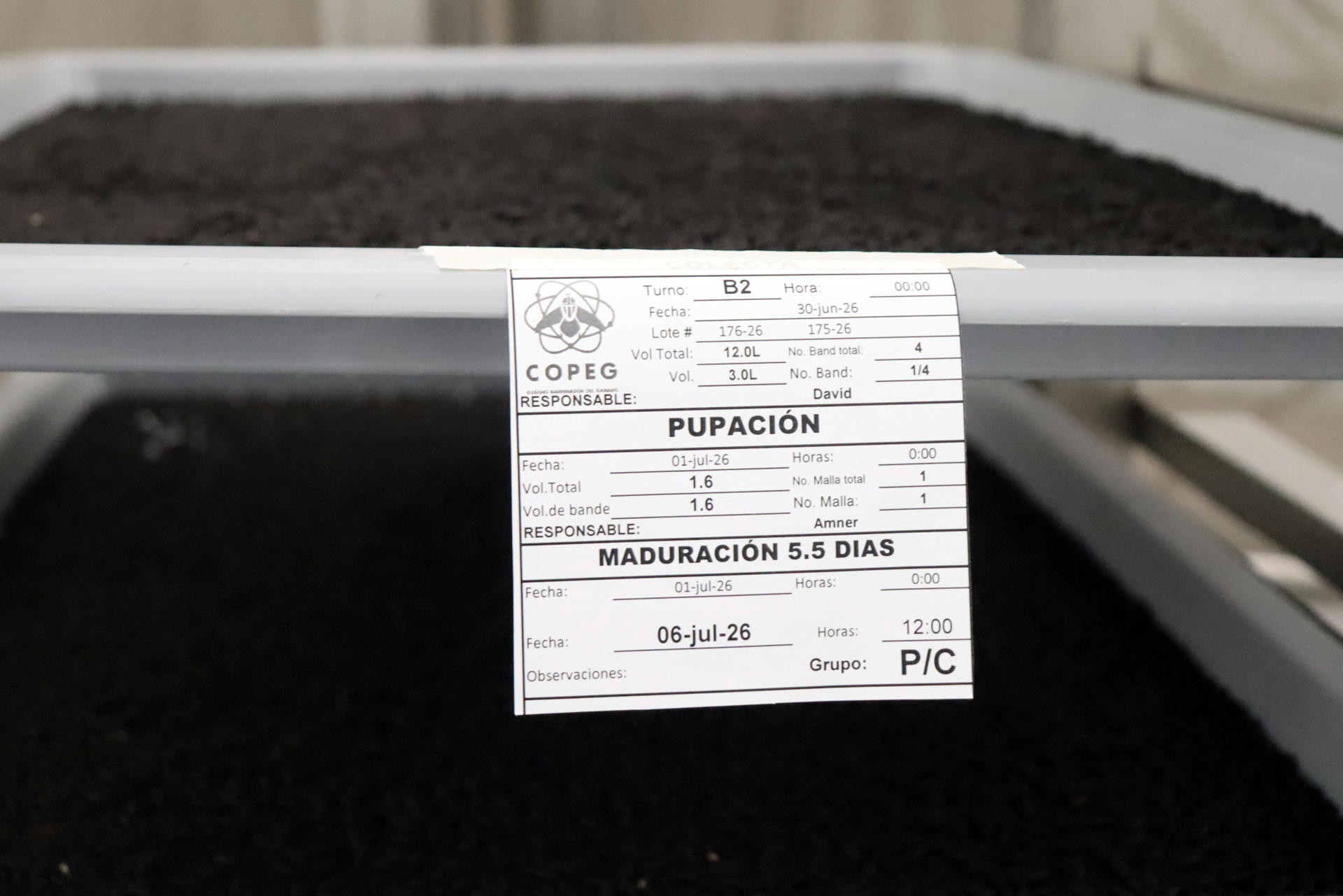 Detalle de bandejas de pupas de moscas estériles de gusano barrenador, captado este 7 de julio, en el municipio Metapa de Domínguez, en Chiapas (México). EFE/Juan Manuel Blanco