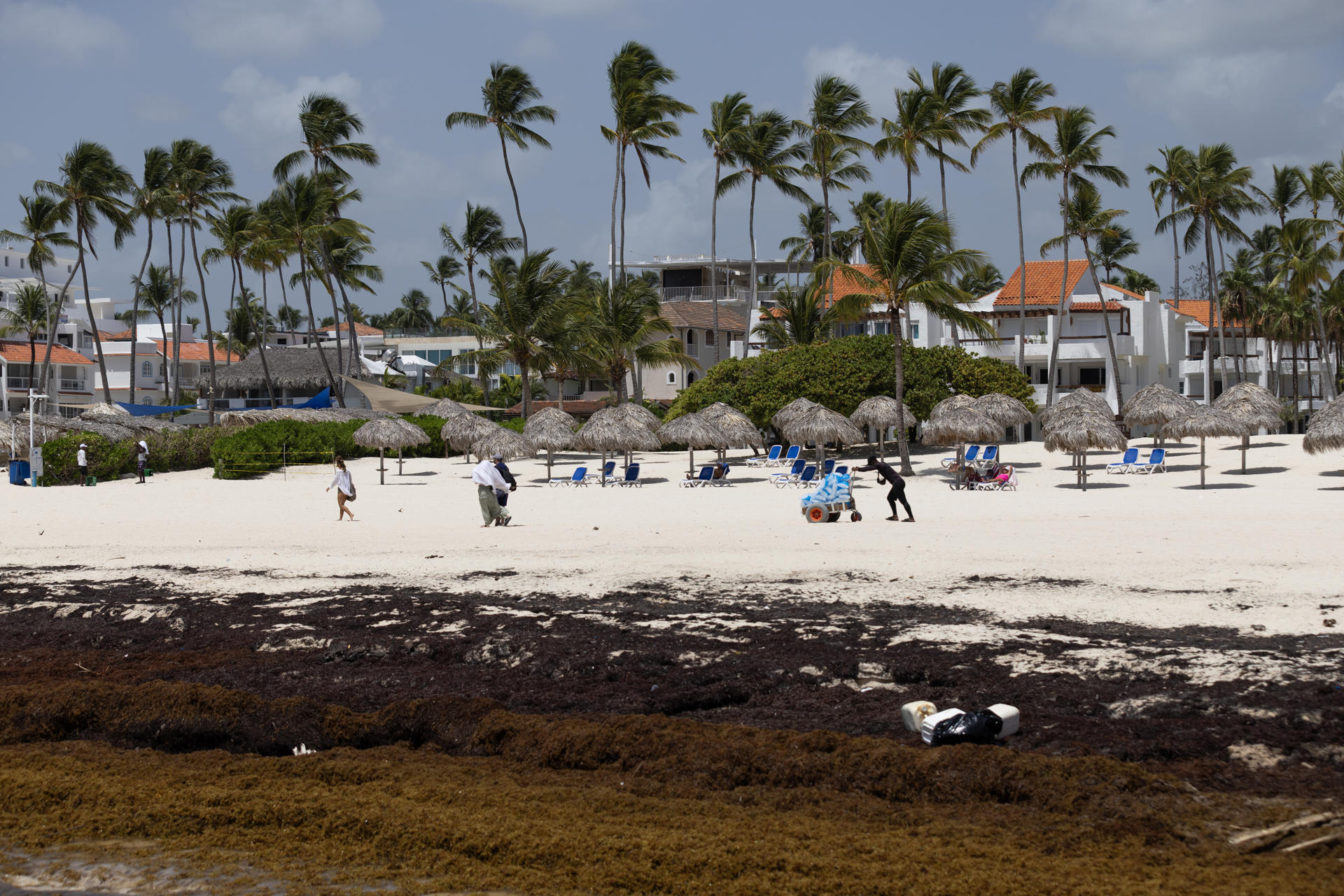 Fotografía del 30 de junio de 2026 que muestra una playa con sargazo acumulado en la orilla en Punta Cana (República Dominicana). EFE/ Orlando Barría
