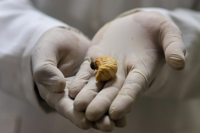 Una persona sostiene una larva de escarabajo en un laboratorio de la Universidad Mayor de San Andrés (UMSA) este martes, en La Paz (Bolivia). EFE/ Gabriel Márquez
