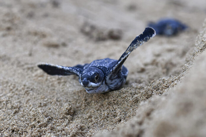Fotografía del 29 de junio de 2026 que muestra una cría de tortuga Tinglar liberada en la playa Ocean Park en San Juan (Puerto Rico). EFE/ Thais Llorca

