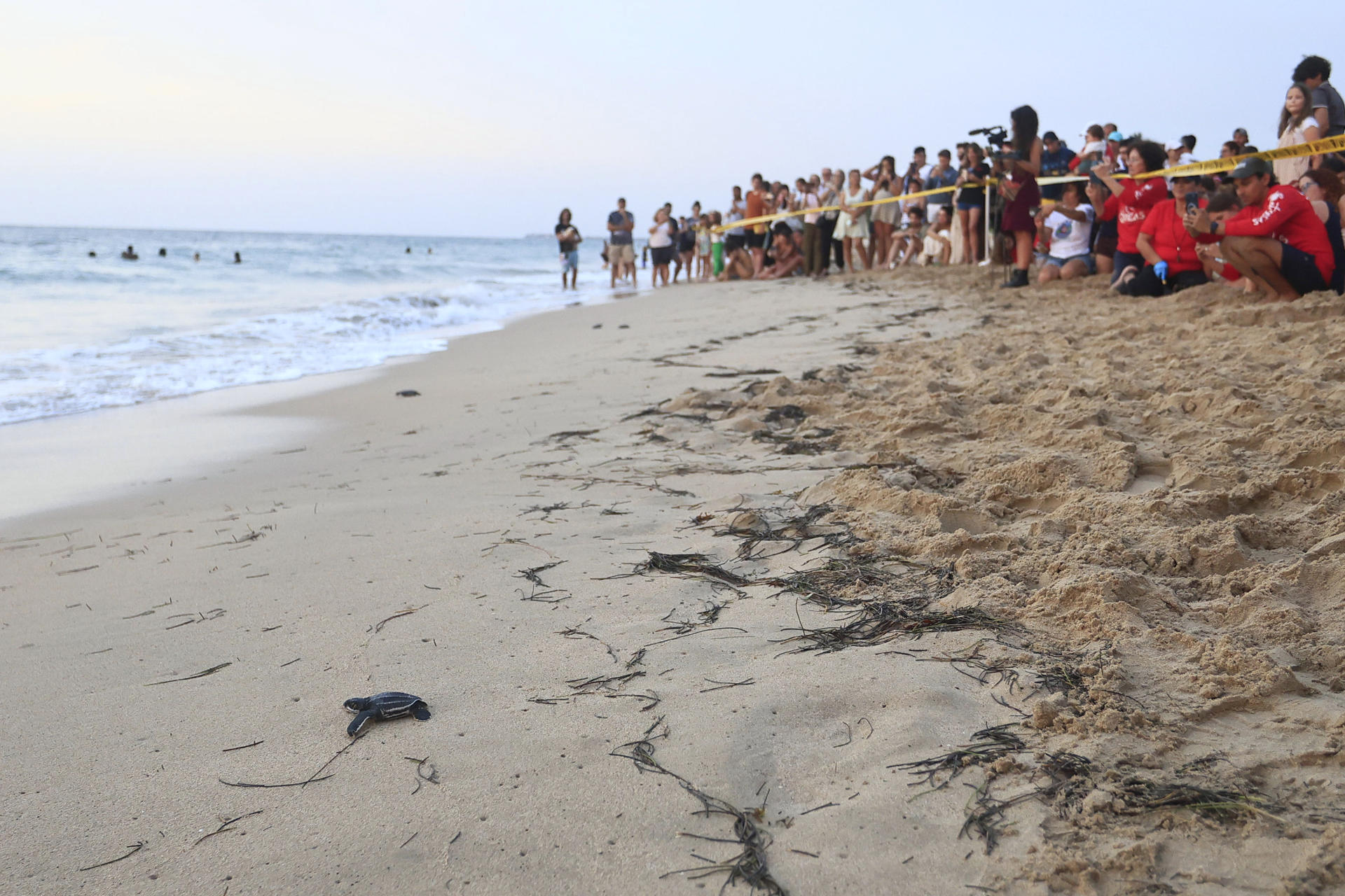 Fotografía del 29 de junio de 2026 que muestra personas observando crías de tortuga Tinglar siendo liberadas en la playa Ocean Park en San Juan (Puerto Rico). EFE/ Thais Llorca