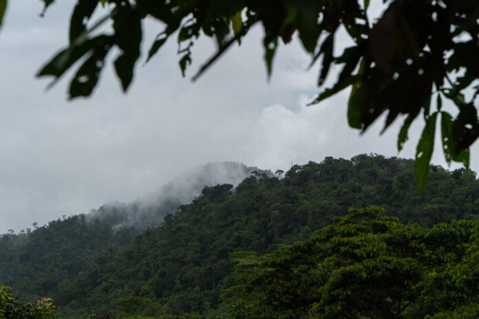 Fotografía que muestra una zona de la Amazonía de Ecuador, en octubre pasado. EFE/ Santiago Fernández
