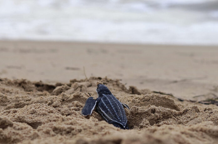 Fotografía del 29 de junio de 2026 que muestra una cría de tortuga Tinglar liberada en la playa Ocean Park en San Juan (Puerto Rico). EFE/ Thais Llorca

