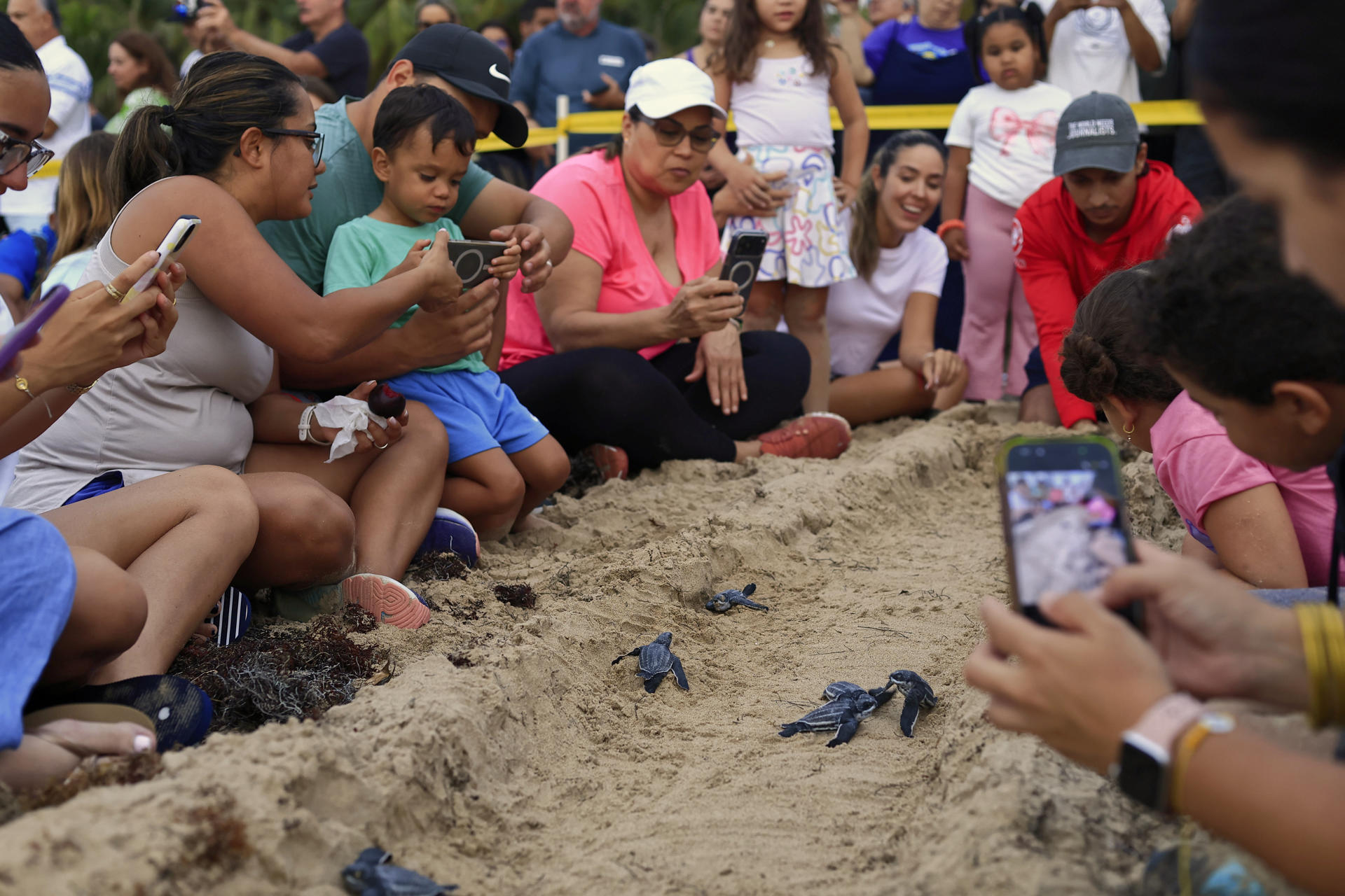 Fotografía del 29 de junio de 2026 que muestra personas observando crías de tortuga Tinglar siendo liberadas en la playa Ocean Park en San Juan (Puerto Rico). Las playas de Puerto Rico se convierten durante el estío en aulas al aire libre donde se inculca a los niños la protección de las tortugas tinglares, mientras se supervisa que las neonatas lleguen sanas y salvas al mar tras la eclosión de los nidos. EFE/ Thais Llorca
