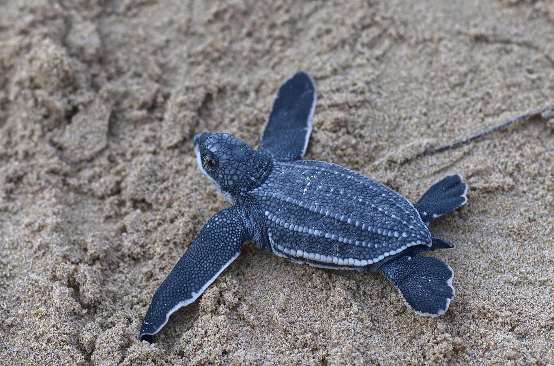 Fotografía del 29 de junio de 2026 que muestra una cría de tortuga Tinglar liberada en la playa Ocean Park en San Juan (Puerto Rico). Las playas de Puerto Rico se convierten durante el estío en aulas al aire libre donde se inculca a los niños la protección de las tortugas tinglares, mientras se supervisa que las neonatas lleguen sanas y salvas al mar tras la eclosión de los nidos. EFE/ Thais Llorca
