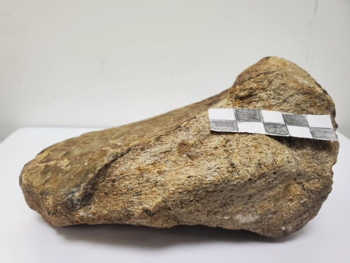 AME8676. QUITO (ECUADOR), 09/07/2026.- Fotografía sin fechar cedida por la Universidad Regional Amazónica Ikiam que muestra el primer fósil de dinosaurio, un saurópodo titanosaurio que habitó la región hace aproximadamente 67 millones de años, registrado en la Amazonía ecuatoriana por un grupo de investigadores. EFE/ Universidad Regional Amazónica Ikiam /SOLO USO EDITORIAL/NO VENTAS/SOLO DISPONIBLE PARA ILUSTRAR LA NOTICIA QUE ACOMPAÑA (CRÉDITO OBLIGATORIO)

