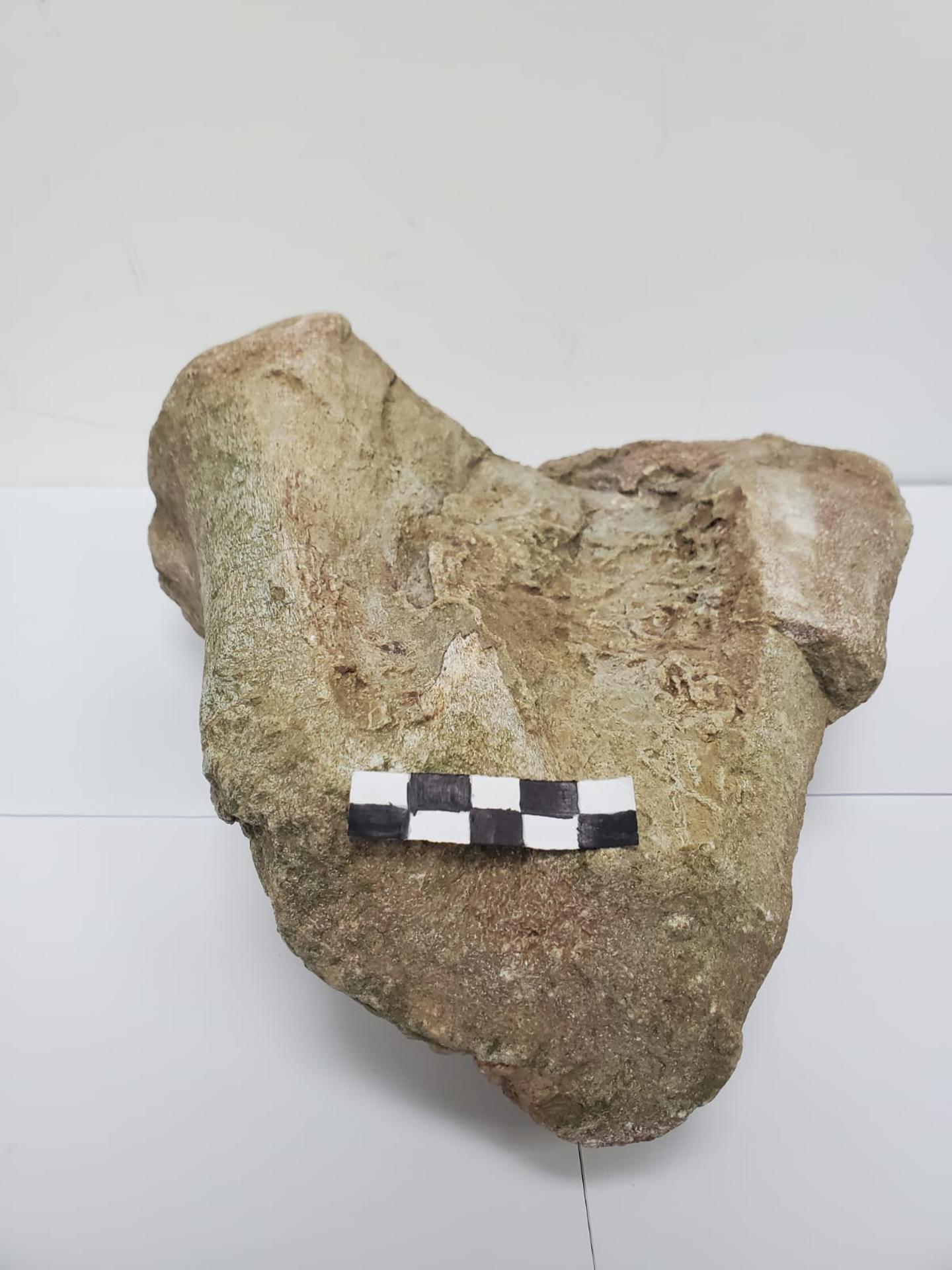 Fotografía sin fechar cedida por la Universidad Regional Amazónica Ikiam que muestra el primer fósil de dinosaurio, un saurópodo titanosaurio que habitó la región hace aproximadamente 67 millones de años, registrado en la Amazonía ecuatoriana por un grupo de investigadores. EFE/ Universidad Regional Amazónica Ikiam