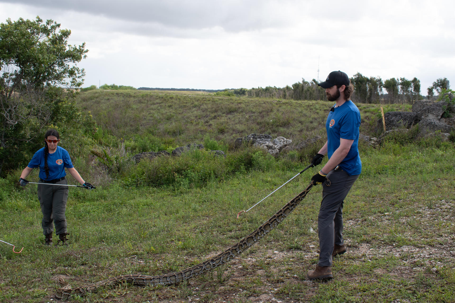 Fotografía del 19 mayo de 2026 cedida por la Comisión de Conservación de Peces y Vida Silvestre de Florida (FWC, por sus siglas en inglés) que muestra a dos personas atrapando una pitón durante la presentación a la prensa del inicio del 'Florida Python Challenge', un concurso anual que busca frenar la expansión de la pitón birmana invasora en la reserva natural de los Everglades y que repartirá 25.000 dólares en premios, que comienza este viernes y se extenderá hasta el 19 de julio en la Florida (Estados Unidos). EFE/ Comisión de Conservación de Peces y Vida Silvestre de Florida (FWC) SÓLO USO EDITORIAL NO VENTAS /SOLO USO EDITORIAL/ NO VENTAS /SOLO DISPONIBLE PARA ILUSTRAR LA NOTICIA QUE ACOMPAÑA (CRÉDITO OBLIGATORIO)