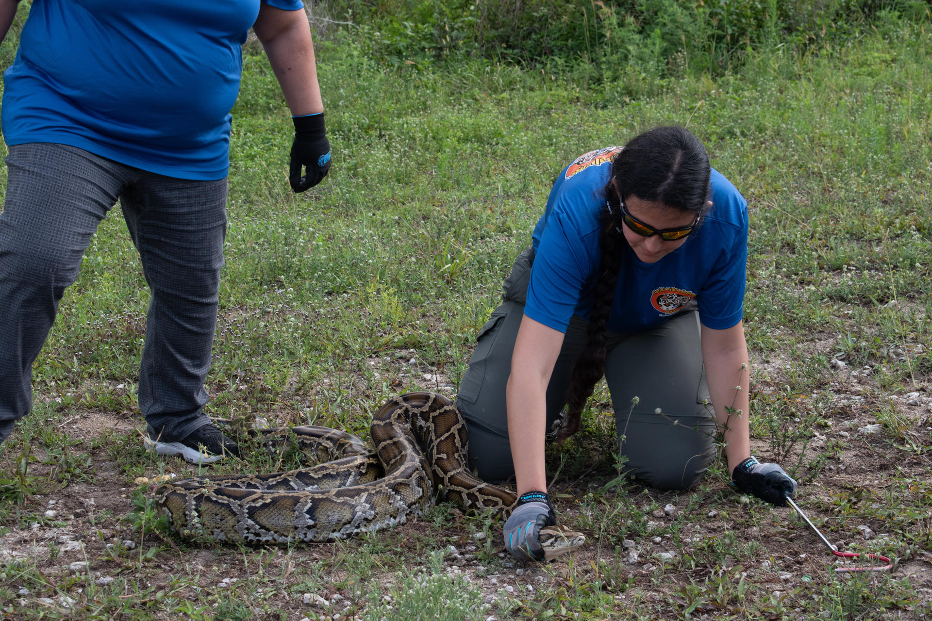 Fotografía del 19 mayo de 2026 cedida por la Comisión de Conservación de Peces y Vida Silvestre de Florida (FWC, por sus siglas en inglés) que muestra a una persona atrapando una pitón durante la presentación a la prensa del inicio del 'Florida Python Challenge', un concurso anual que busca frenar la expansión de la pitón birmana invasora en la reserva natural de los Everglades y que repartirá 25.000 dólares en premios, que comienza este viernes y se extenderá hasta el 19 de julio en la Florida (Estados Unidos). EFE/ Comisión de Conservación de Peces y Vida Silvestre de Florida (FWC) SÓLO USO EDITORIAL NO VENTAS /SOLO USO EDITORIAL/ NO VENTAS /SOLO DISPONIBLE PARA ILUSTRAR LA NOTICIA QUE ACOMPAÑA (CRÉDITO OBLIGATORIO)