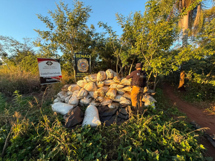 Fotografía cedida por la Secretaría Nacional Antidrogas de Paraguay (Senad) que muestra a un funcionario destruyendo 5,5 toneladas de marihuana almacenadas en un inmueble en Capitán Bado. EFE/ Secretaría Nacional Antidrogas de Paraguay (Senad).
