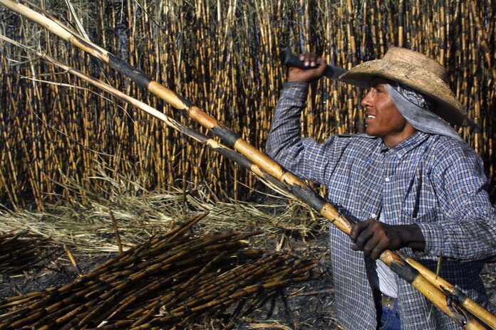 Fotografía de archivo en la que se captó a un campesino mexicano al cosechar caña de azúcar, en Acatzingo (Puebla, México). EFE/Imelda Medina
