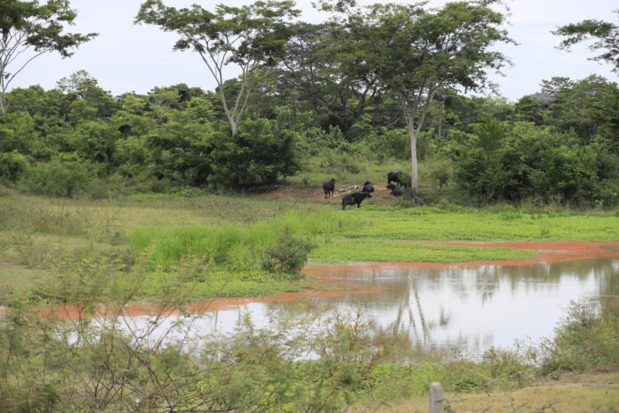 Fotografía que muestra un sector de la hacienda La Palmira este jueves, en Pueblo Nuevo (Colombia). Un predio de casi 2.000 hectáreas en Córdoba que durante años estuvo ligado al paramilitarismo, volvió a manos del Estado para ser entregado a organizaciones campesinas, un proceso de la reforma agraria impulsada por el Gobierno de Gustavo Petro. EFE/ Carlos Ortega
