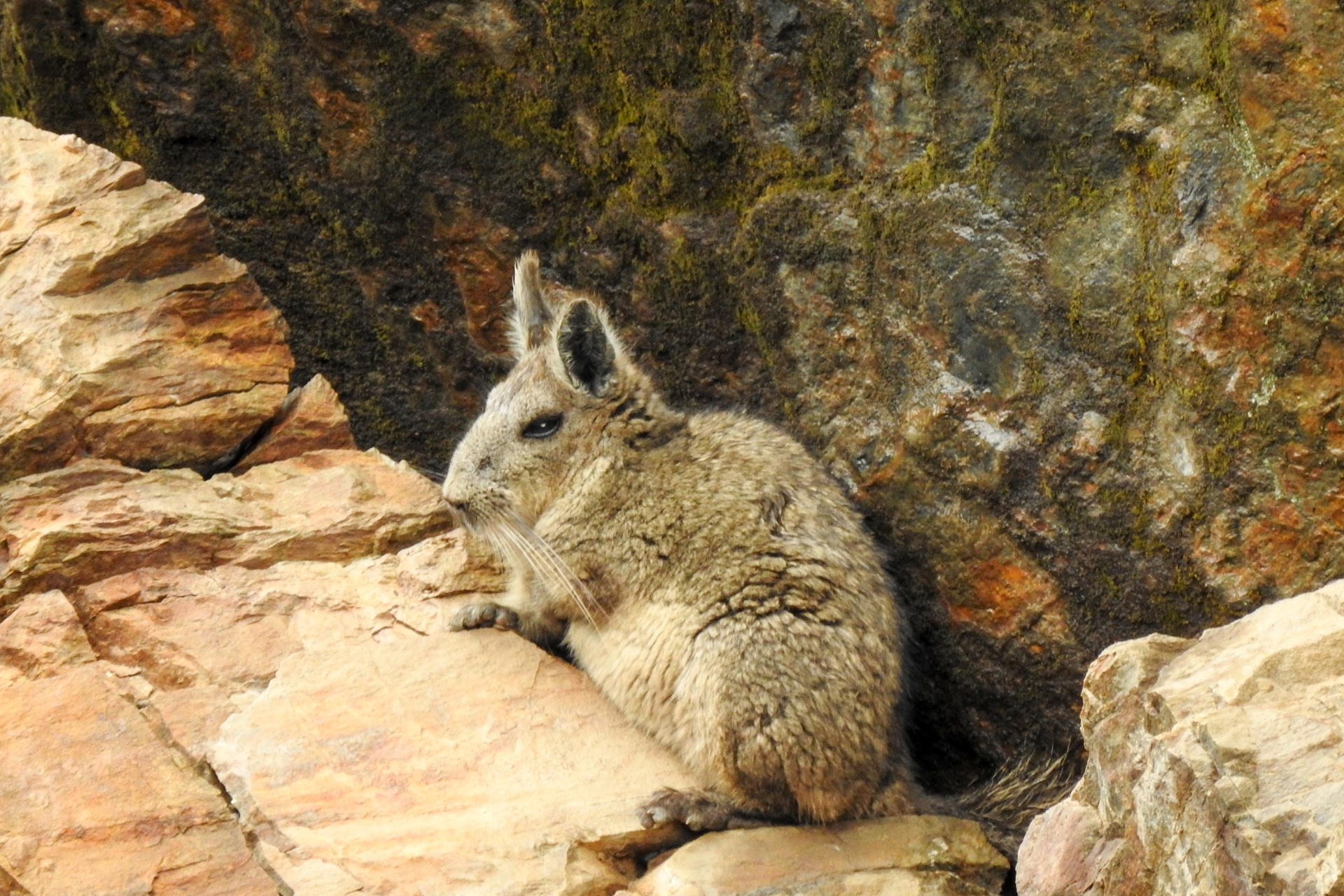 Fotografía cedida por Jimmy Japón que muestra una vizcacha ecuatoriana (Lagidium ahuacaense) una especie endémica de Ecuador. La protección de la vizcacha ha llevado a una fundación a plantearse adquirir Loma Delgada, uno de los pocos refugios naturales de este animal en peligro crítico de extinción. EFE/ Jimmy Japón
