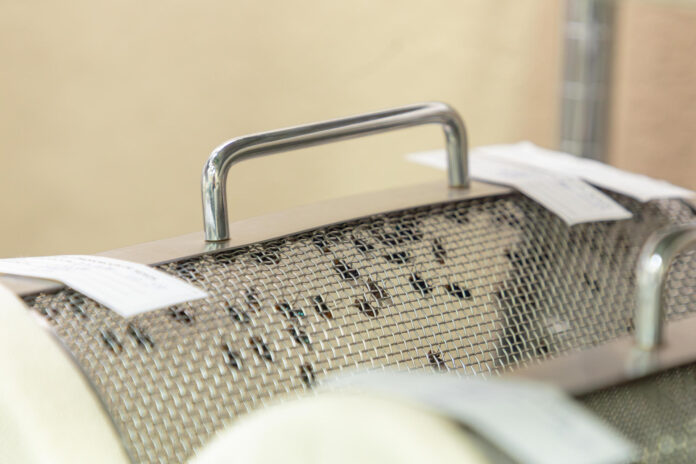Fotografía cedida por Vanessa Olarte que muestra moscas en un recipiente en las instalaciones de la Comisión Panamá-Estados Unidos para la Erradicación y Prevención del Gusano Barrenador del Ganado (COPEG). EFE/ FAO/ Vanessa Olarte /SOLO USO EDITORIAL/ NO VENTAS/ SOLO DISPONIBLE PARA ILUSTRAR LA NOTICIA QUE ACOMPAÑA (CRÉDITO OBLIGATORIO)
