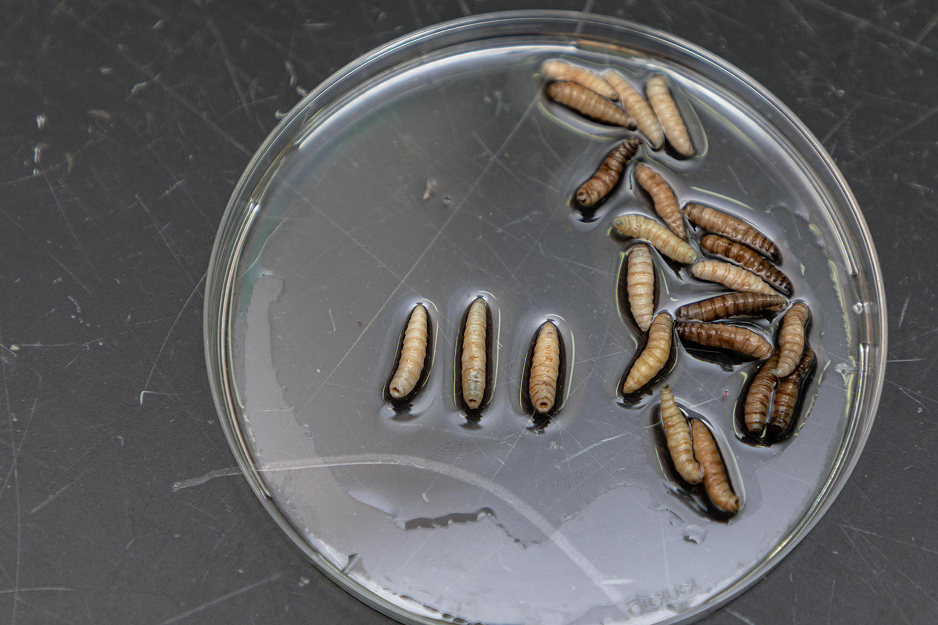 Fotografía cedida por Vanessa Olarte que muestra larvas de moscas en las instalaciones de la Comisión Panamá-Estados Unidos para la Erradicación y Prevención del Gusano Barrenador del Ganado (COPEG). EFE/ FAO/ Vanessa Olarte /SOLO USO EDITORIAL/ NO VENTAS/ SOLO DISPONIBLE PARA ILUSTRAR LA NOTICIA QUE ACOMPAÑA (CRÉDITO OBLIGATORIO)