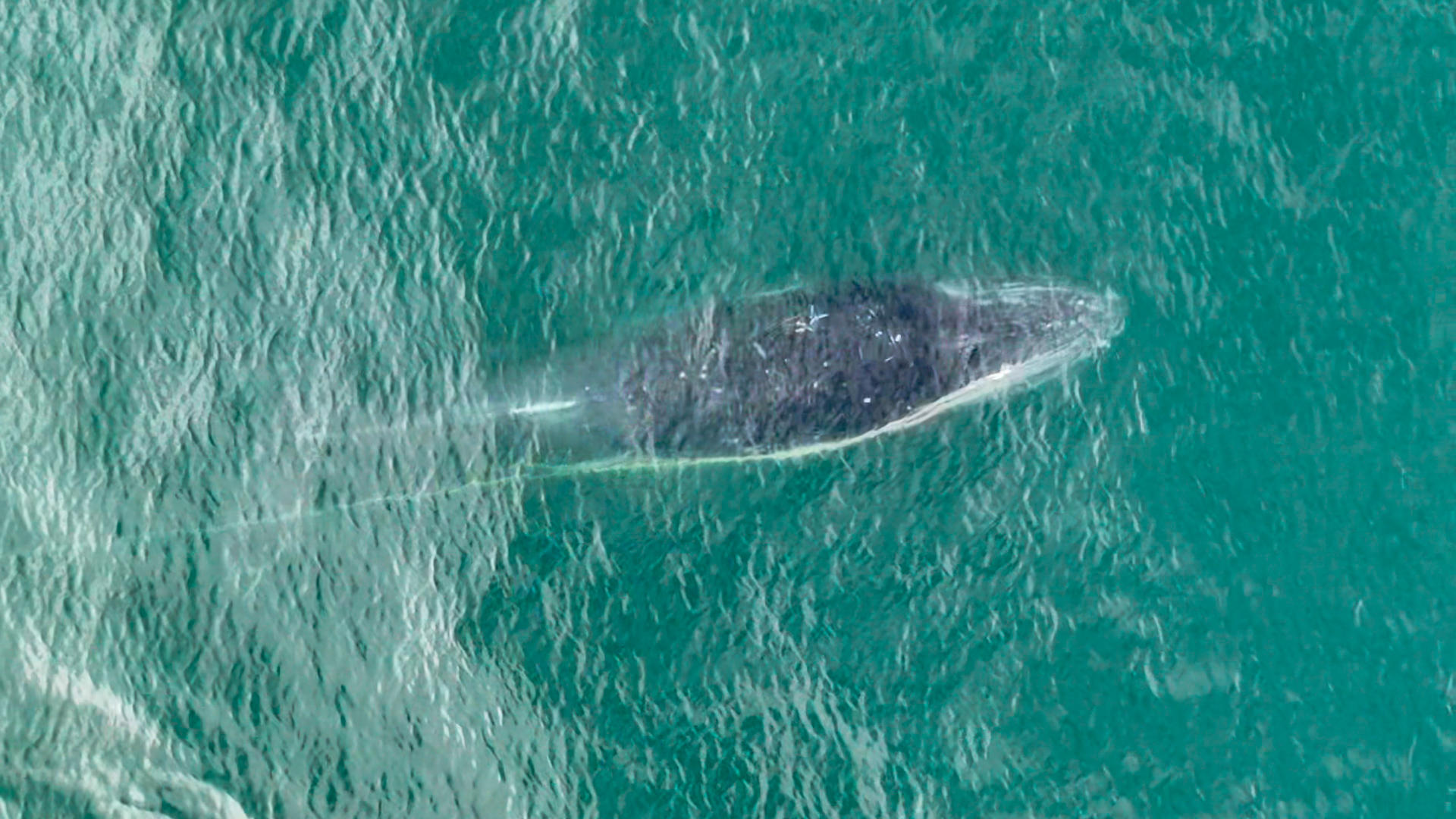 Fotografía aérea cedida por el Ministerio de Comercio Exterior y Turismo de Perú que muestra la ciudad de Los Órganos, en Piura (Perú), en el inicio de la temporada de ballenas. EFE/ Ministerio de Comercio Exterior y Turismo de Perú