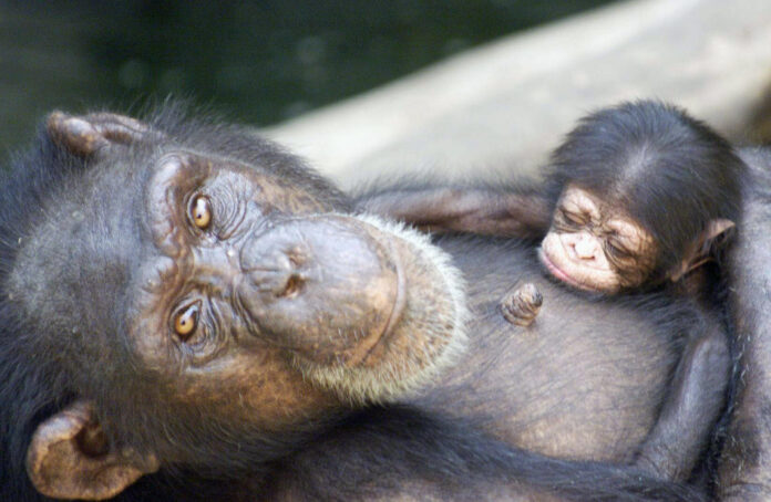Una cría de chimpancé con su madre.

