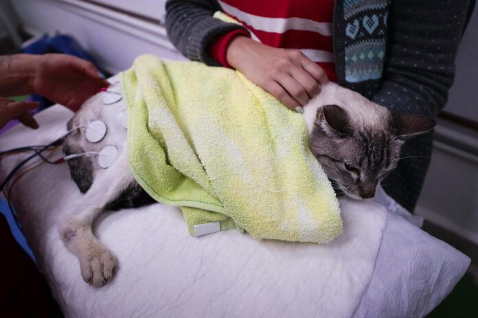 Un especialista atiende un gato en Ciudad de México (México). EFE/José Méndez
