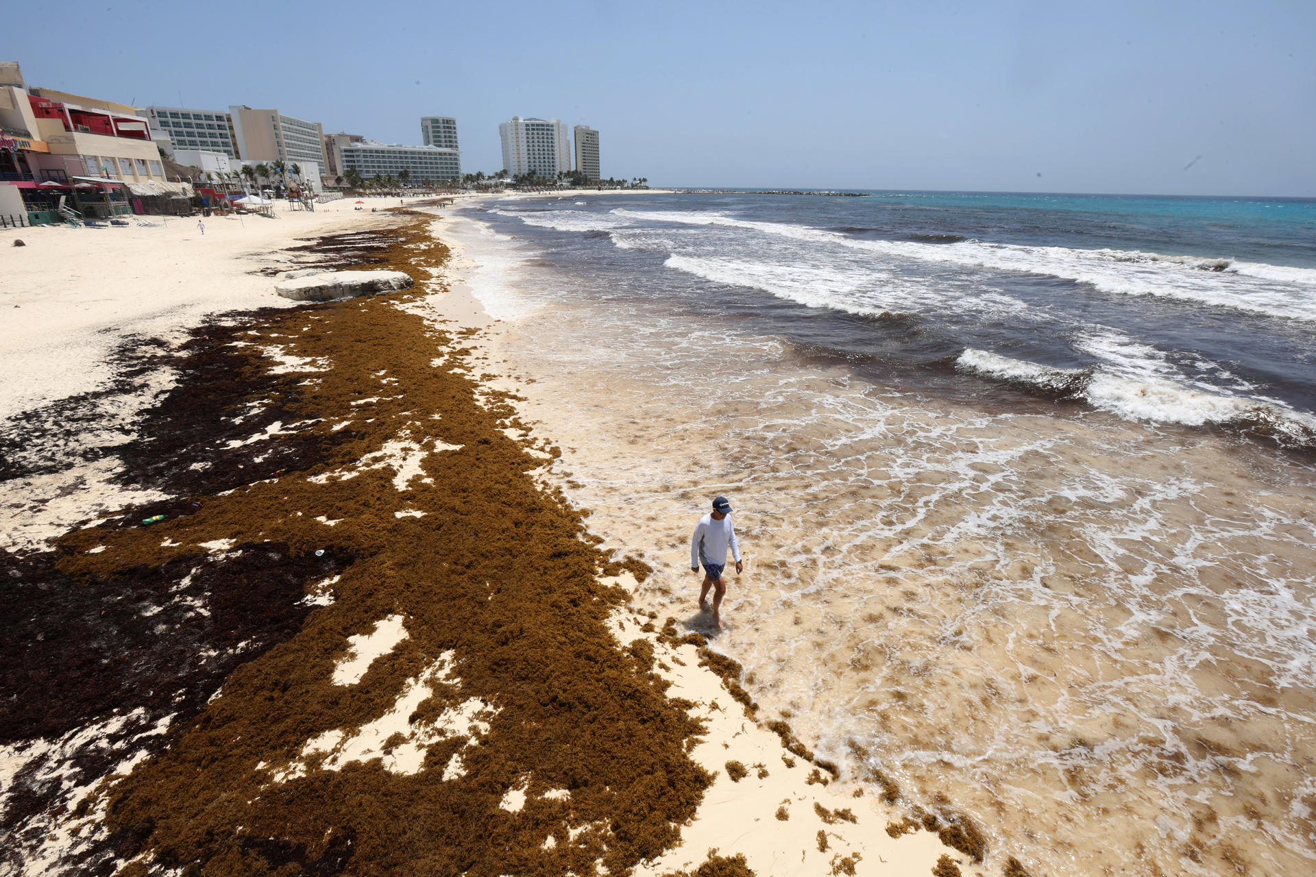 Una persona camina por una playa cubierta de sargazo este martes, en Cancún, Quintana Roo (México). EFE/Alonso Cupul
