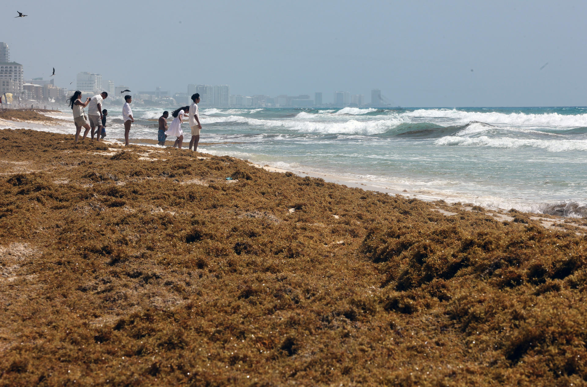 Un trabajador retira sargazo de una playa con maquinaria pesada este martes, en Cancún, Quintana Roo (México). EFE/Alonso Cupul
