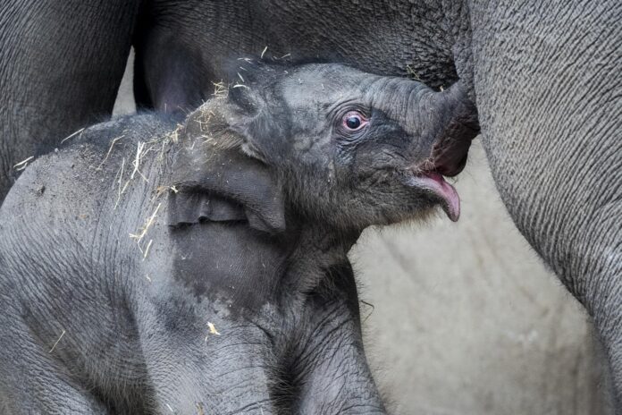 Imagen de archivo de una cría de elefante con su madre. EFE/EPA/IDA MARIE ODGAARD

