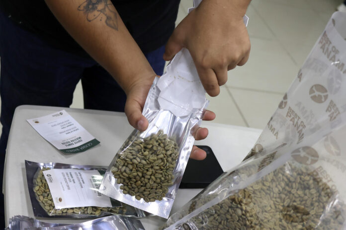 Fotografía del 11 de julio de 2026 que muestra a una persona empacando café, en Boquete (Panamá). EFE/ Marcelino Rosario
