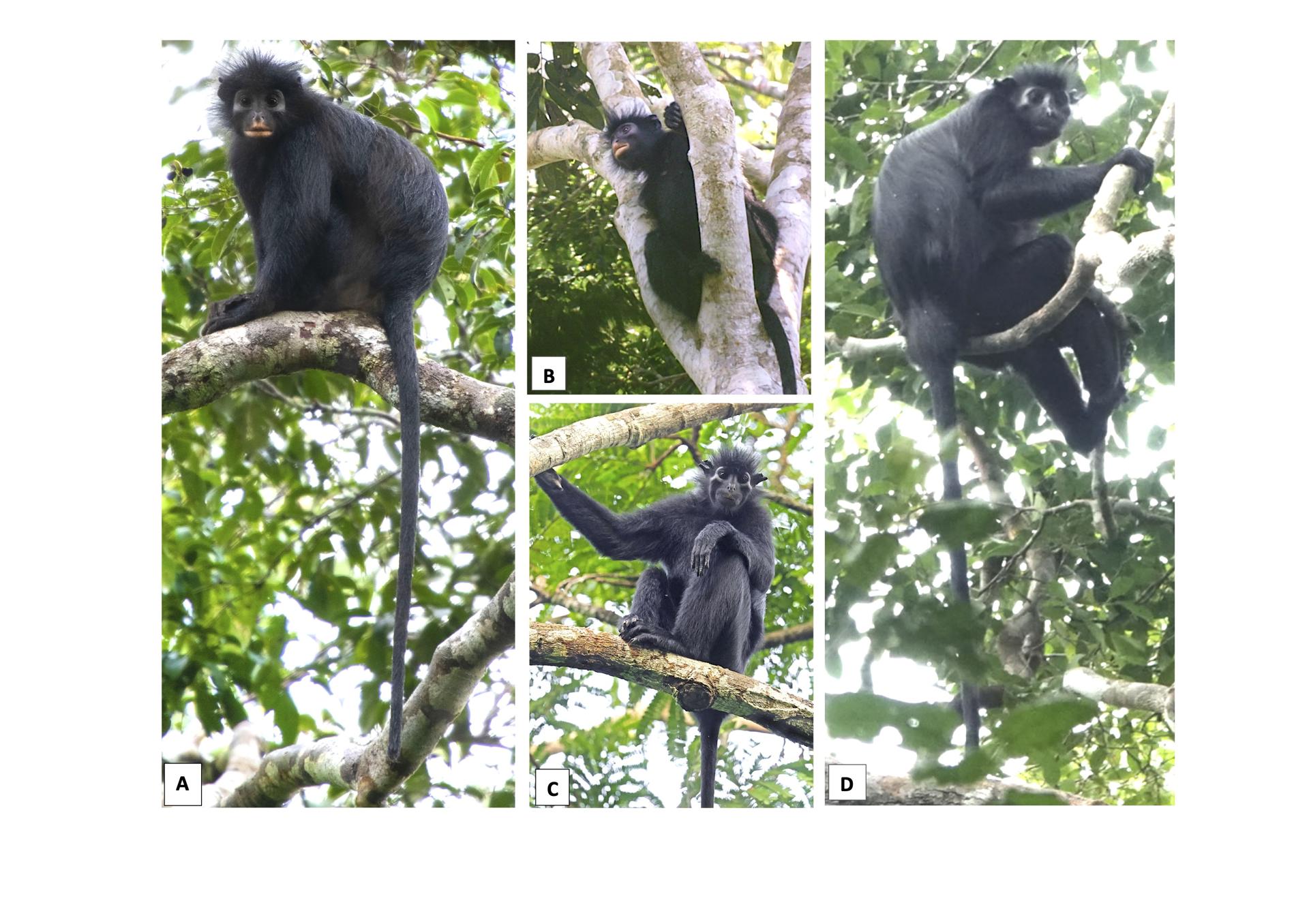Las especies Colobus congoensis y Colobus satanas en su hábitat natural. (A y B) Colobus congoensis, en el Parque Nacional de Lomami, República Democrática del Congo. Créditos: (A) Daniel Rosengren, (B) Bravo Bofenda. (C y D) C. satanas, Parque Nacional de Lope, Gabón. Créditos fotográficos: (C) Martin Royele/Royele Safaris, (D) Barna Takats.
