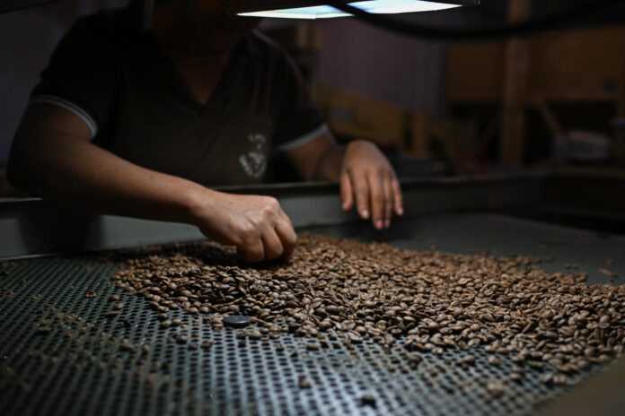 Fotografía de archivo de una mujer que trabaja en la clasificación de granos en una plantación de café en una zona rural en Brasilia (Brasil). EFE/ Andre Borges
