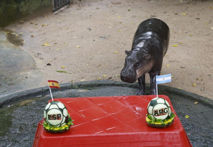 El hipopótamo pigmeo tailandés Moo Deng, que en 2024 conquistó las redes sociales, predijo este sábado que la selección argentina se impondrá a la española en la final del Mundial. El animal eligió una sandía preparada por sus cuidadores en la que aparecían las letras ARG y coronada con una bandera de ese país. EFE/ RUNGROJ YONGRIT

