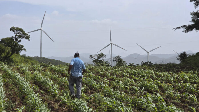 El campesino hondureño Isidro Rodríguez caminando por una parcela de maíz en Santa Ana (Honduras). EFE/ Germán Reyes
